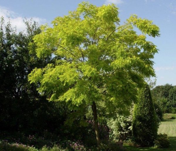 Robinia Frisia Golden Locust