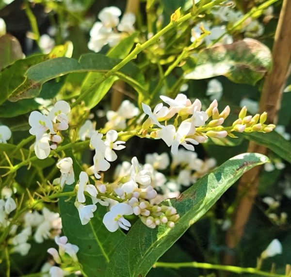 Happy Wanderer White Out Hardenbergia