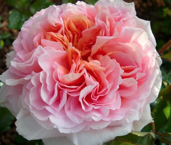 Abraham Darby