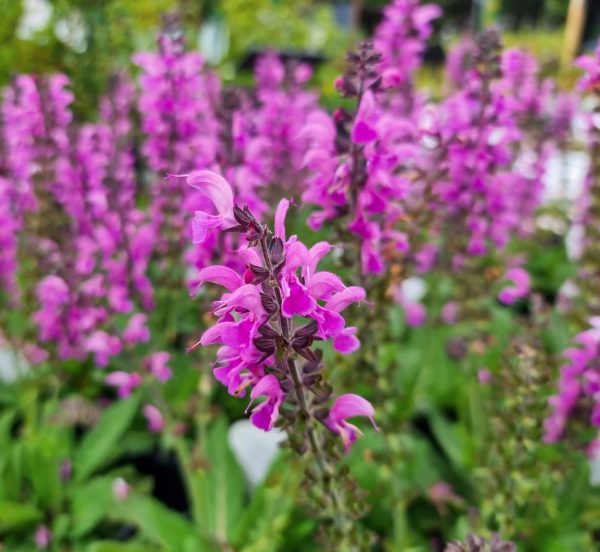 Salvia Back to the Fuchsia