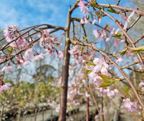 Weeping Pink Flowering Cherry