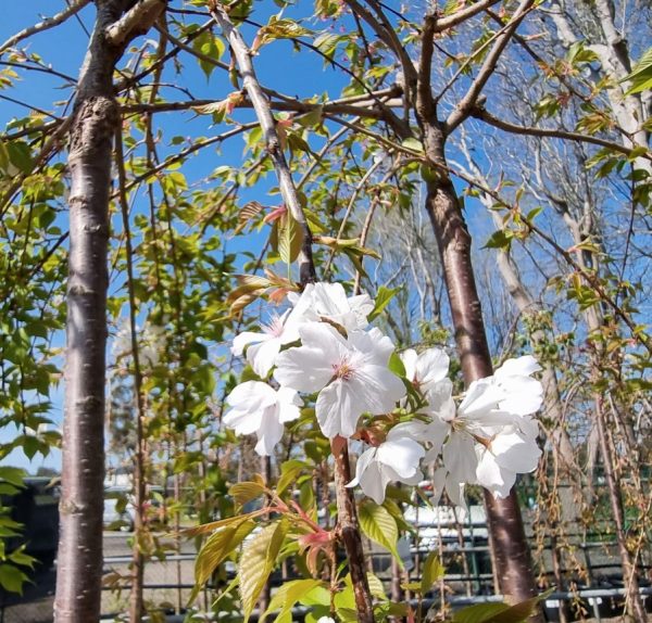 Weeping White Flowering Cherry