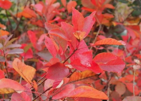 Smoke Bush Flame