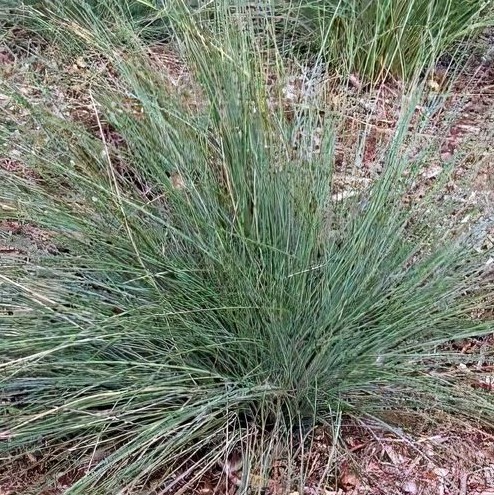 Buy Poa Labillardieri Kingsdale Melbourne