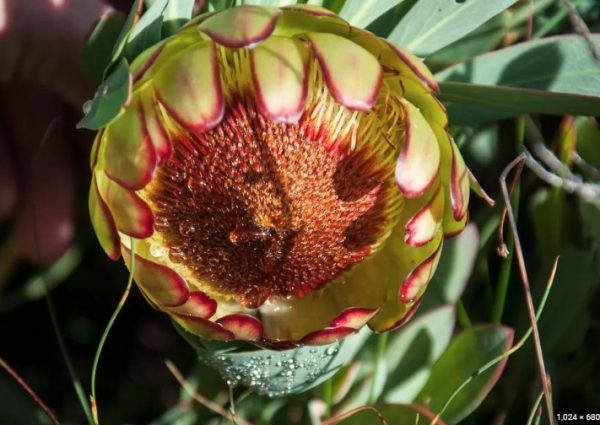 Protea Effusa