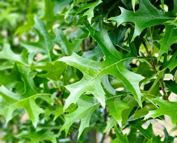 Green Pillar Pin Oak Melbourne Trees