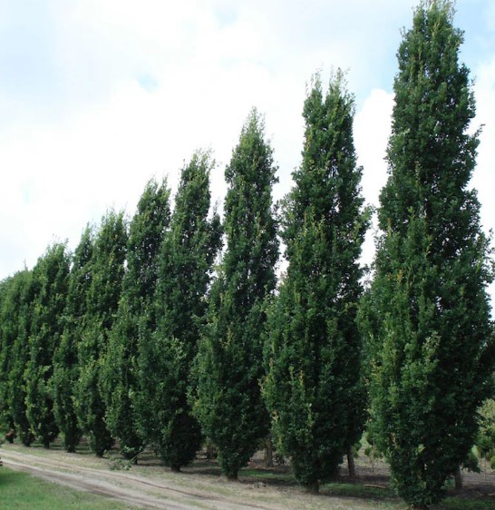 English Oak Quercus robur Fastigiata