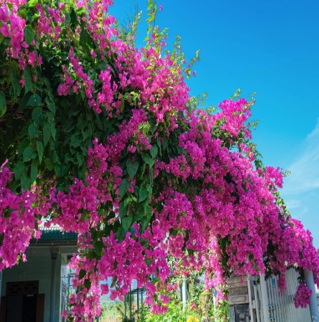 Bougainvillea