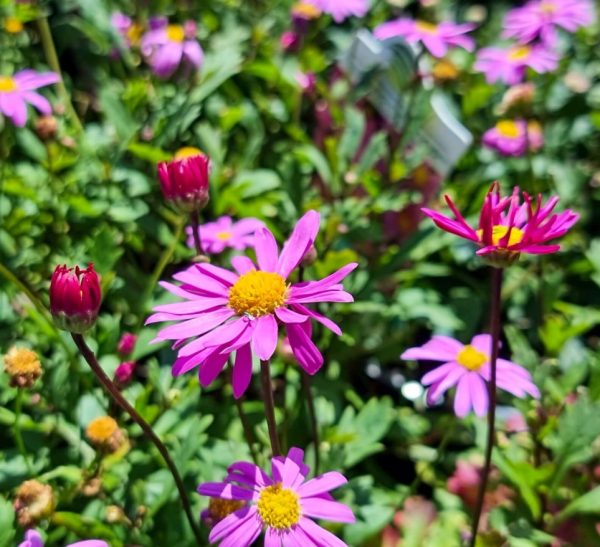 Cut leaf Daisy Radiant Magenta