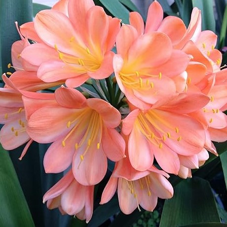 Clivia miniata Peach