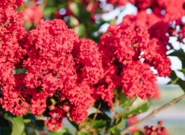 Crepe Myrtle Red Magic Lagerstroemia