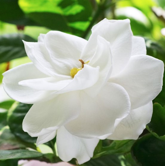 Gardenia