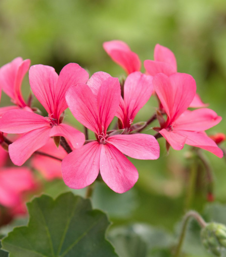 Ivy Geranium