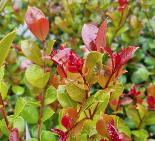 Syzygium australe Big Red Lilly Pilly