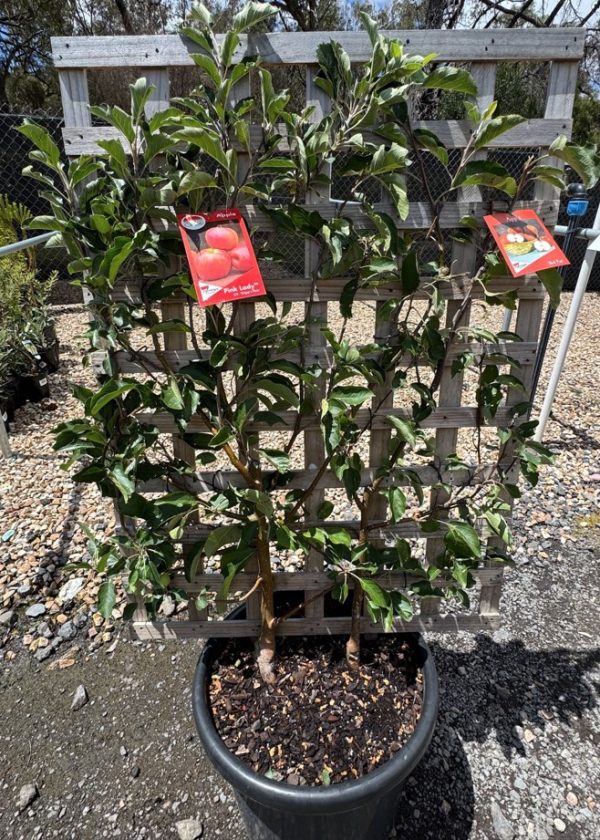 Double Planted Espalier Apple Pink Lady Fuji Apple