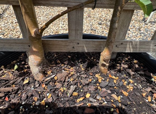 Double Planted Espalier