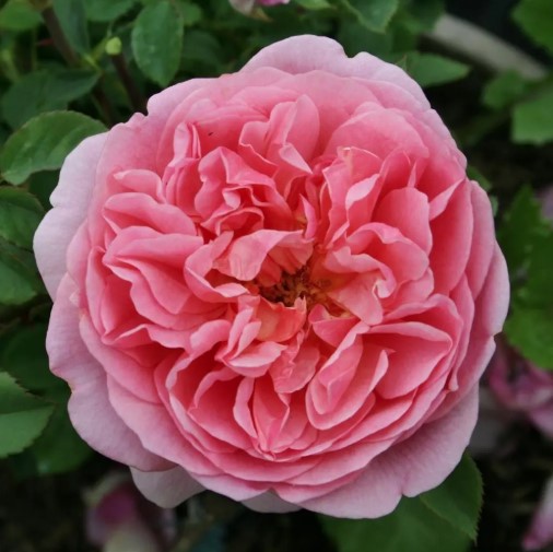 Rose Boscobel Rosa