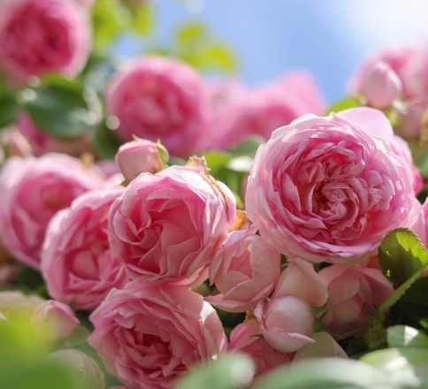 Rose Bridal Bouquet