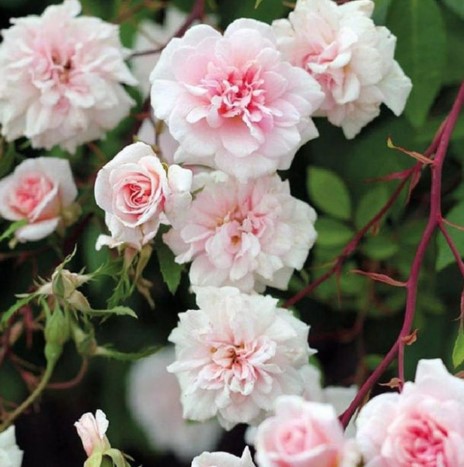 Climbing Rose Cecille Brunner