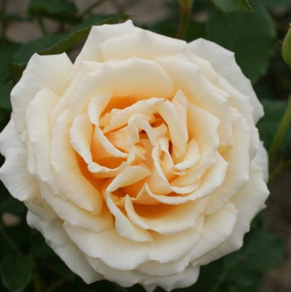 Rose Diamond Jubilee