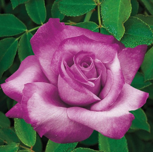 Rose Fragrant Plum