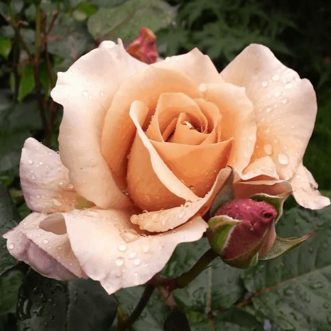 Rosa Julias Rose