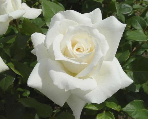 Rose Pascali Hybrid Tea Rose