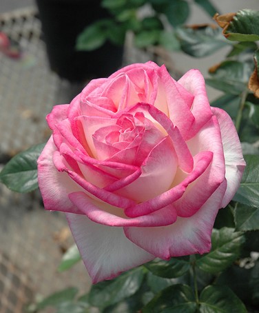 Rose Princess De Monaco