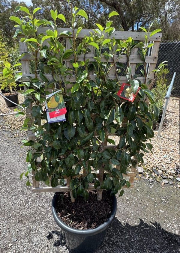 Double Planted Pear Espalier