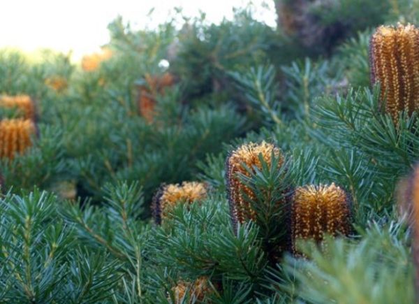 Banksia Bush Candles