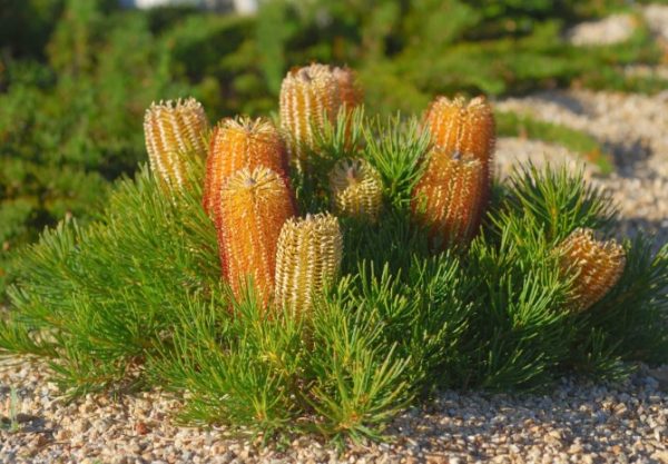 Banksia Coastal Cushion