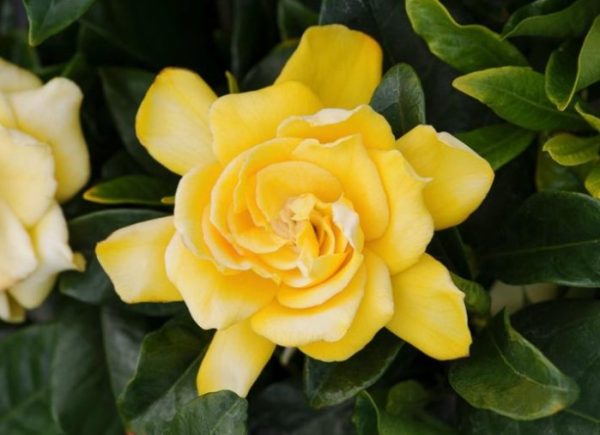 Gardenia Golden Magic