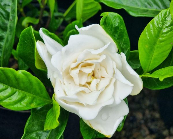 Gardenia Magnifica