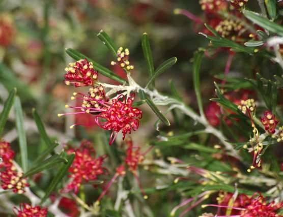 Grevillea Olive Red Sunset