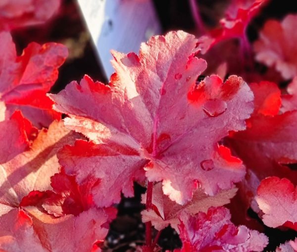 Heuchera Forever Red