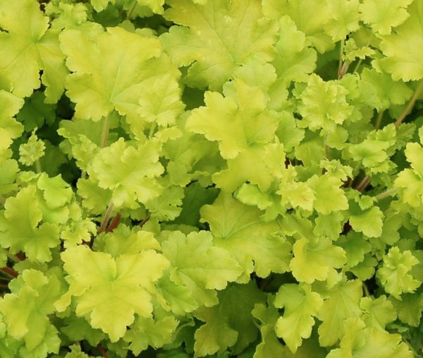 Heuchera Lime Marmalade