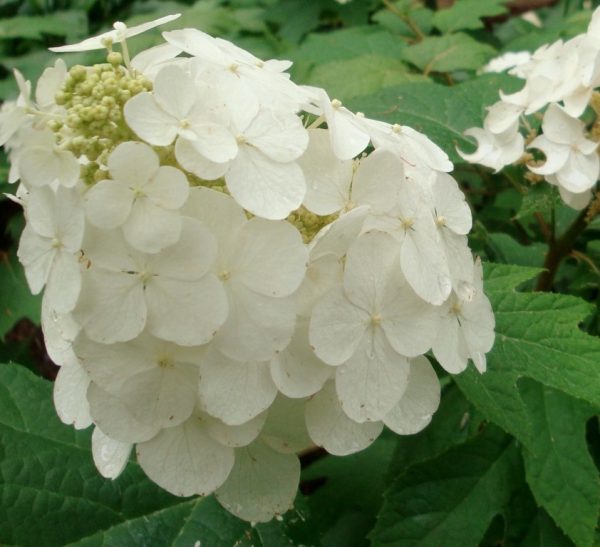 Hydrangea Oakleaf Snow Queen