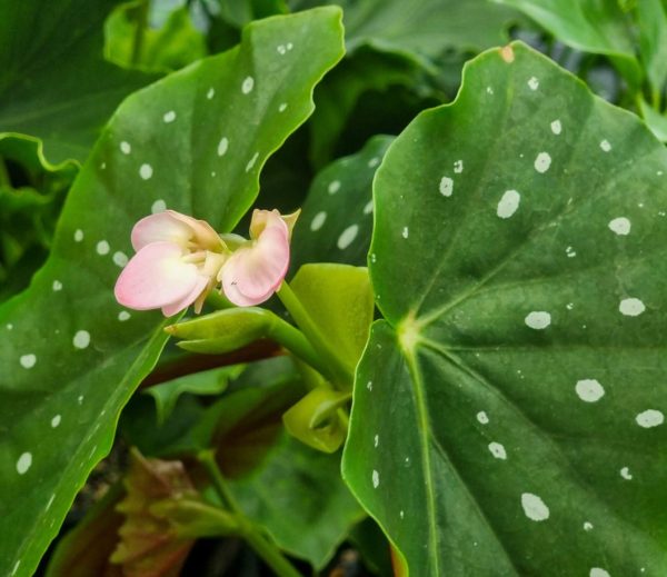 Polka Dot Begonia