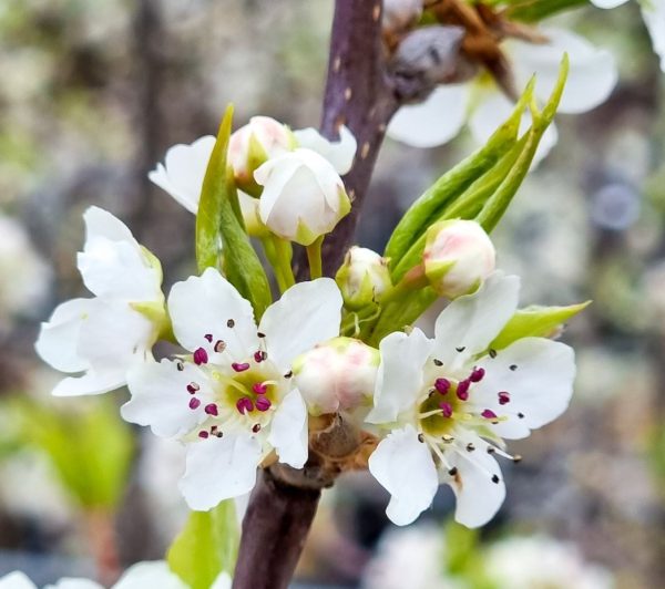 Manchurian Pear