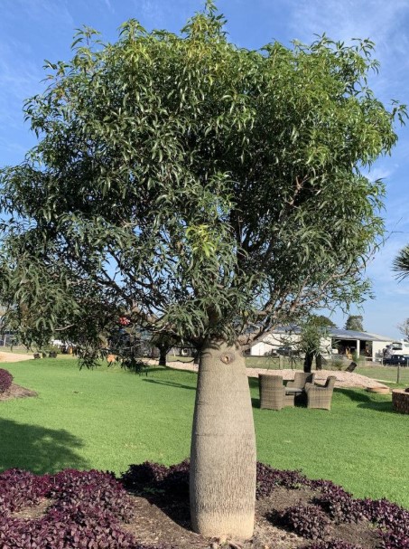 Bottle Tree