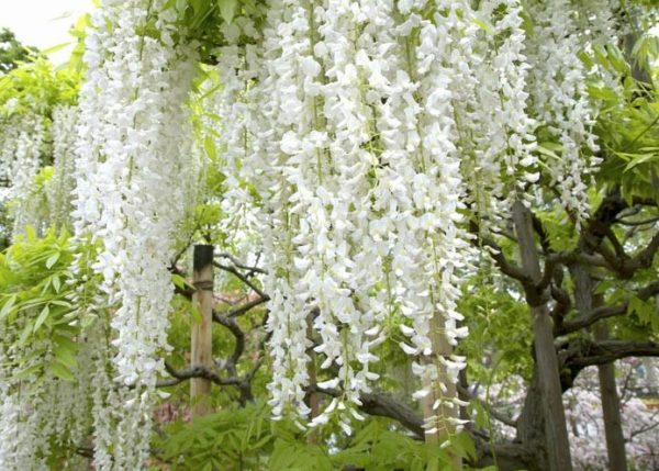 White Wisteria