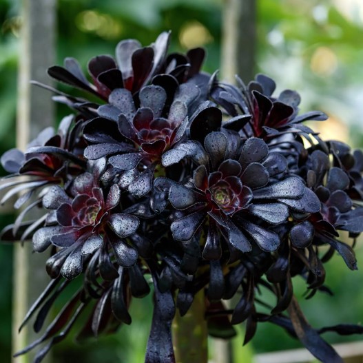 Black Rose Aeonium arboreum