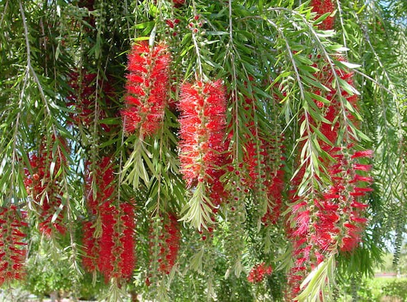 Callistemon Bottlebrush Hannah Ray