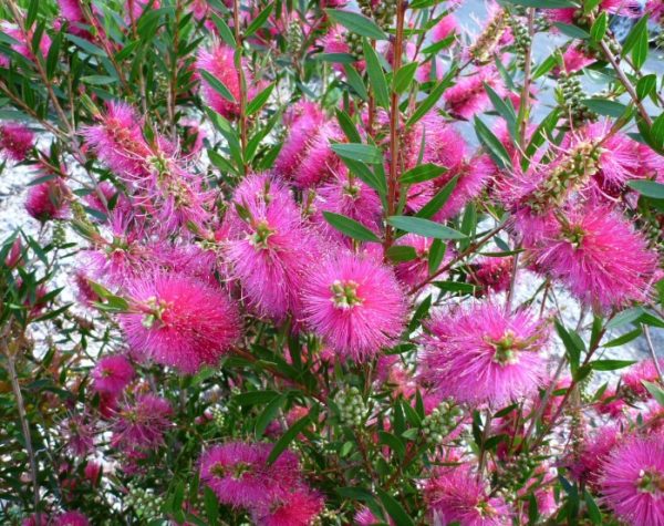 Bottlebrush All Aglow