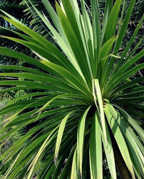 Cordyline australis