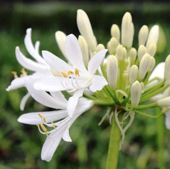 Dwarf Agapanthus