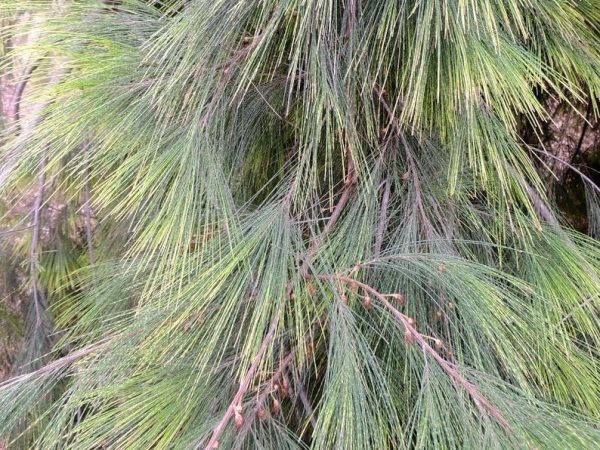 Forest Sheoak Allocasuarina torulosa