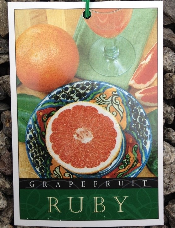 Grapefruit