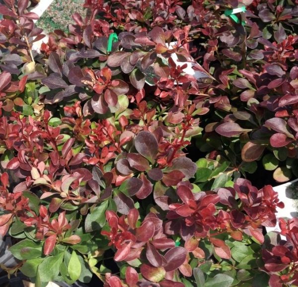 Purple Japanese Barberry