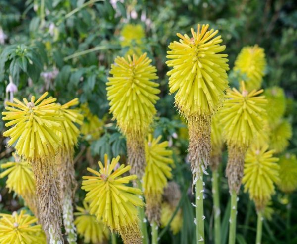 Red Hot Poker Limelight